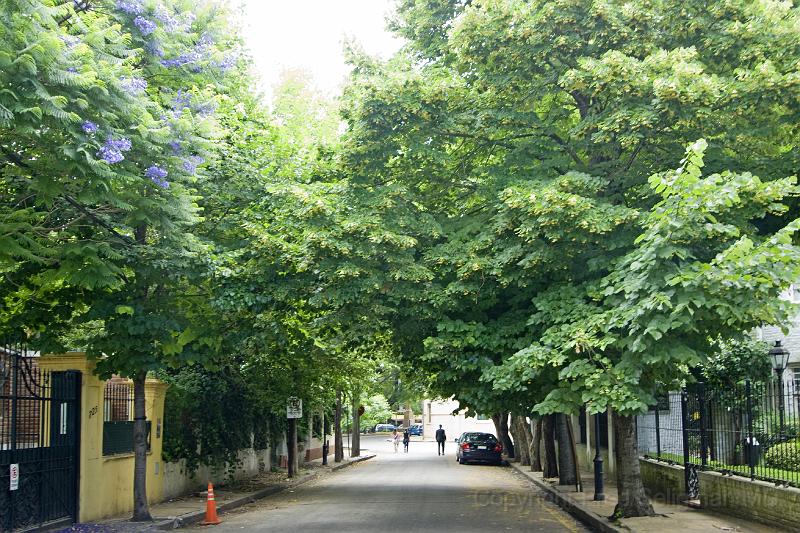 20071201_141143  D2X 4200x2800.jpg - The magnificent trees of San Isidro, an upscale residential suburb of Buenos Aires